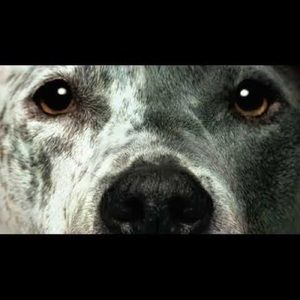 Meet your Posher, Holden